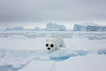 Juguete Articulado Oso Polar